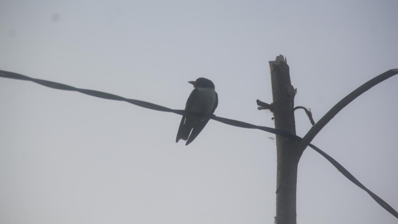 Burung di Pantai Equator