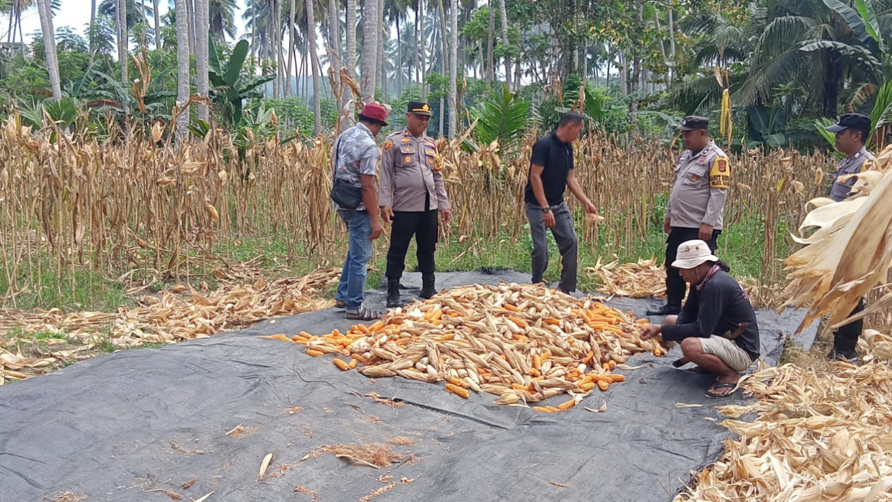 Panen Raya Jagung di Desa Mekar Baru, Donggala, Dukung Ketahanan Pangan Nasional