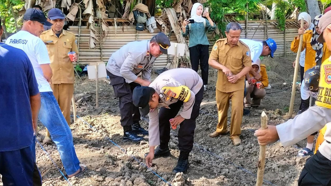 Program Ketahanan Pangan Nasional: Penanaman Jagung di Desa Mekar Baru