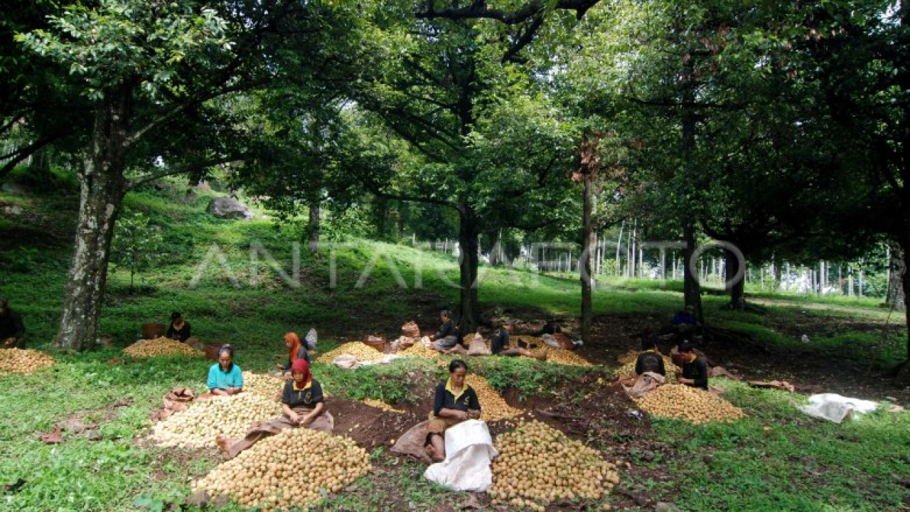 Potensi Perkebunan Pala di Desa Geresa: Peluang Ekonomi yang Menjanjikan