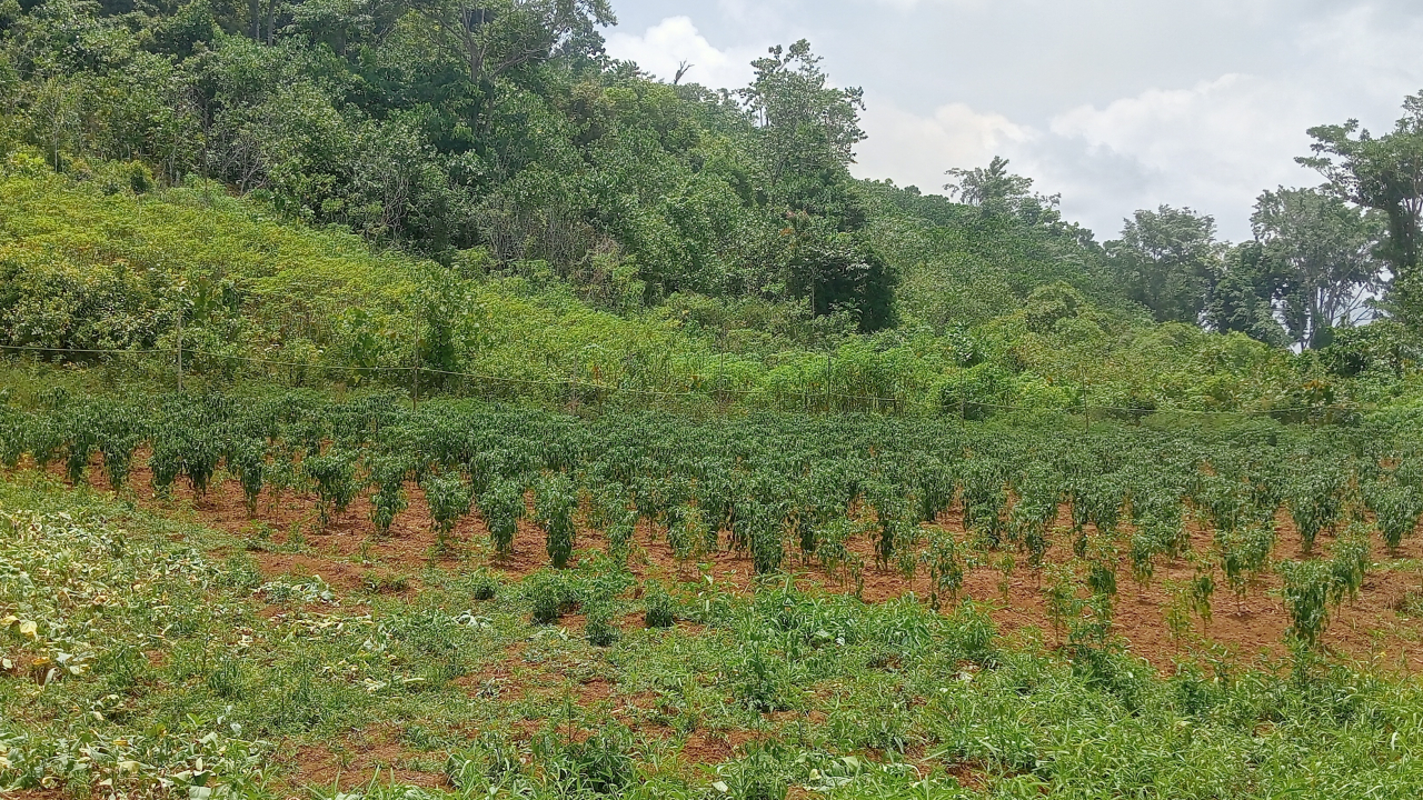 **Giat Bersama di Kebun, TP-PKK Desa Saiyong Tingkatkan Ketahanan Pangan**