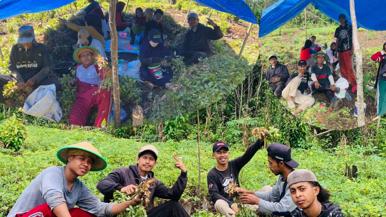 Karang Taruna Debur Ombak Bolubung Bantu Warga Panen Kacang Tanah