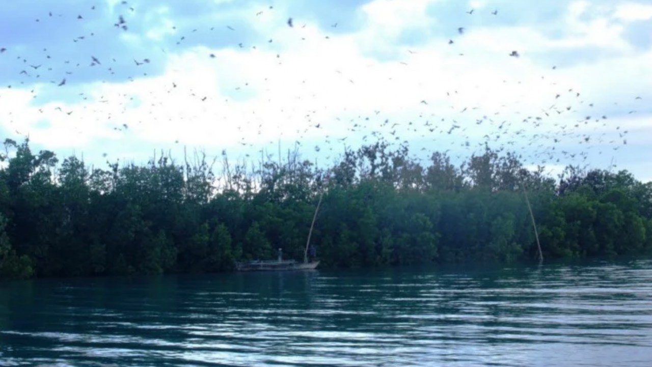 Pulau Kelelawar