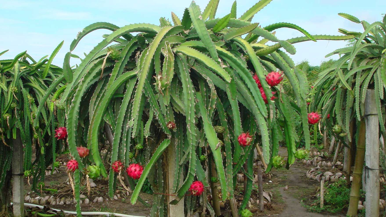 Buah Naga