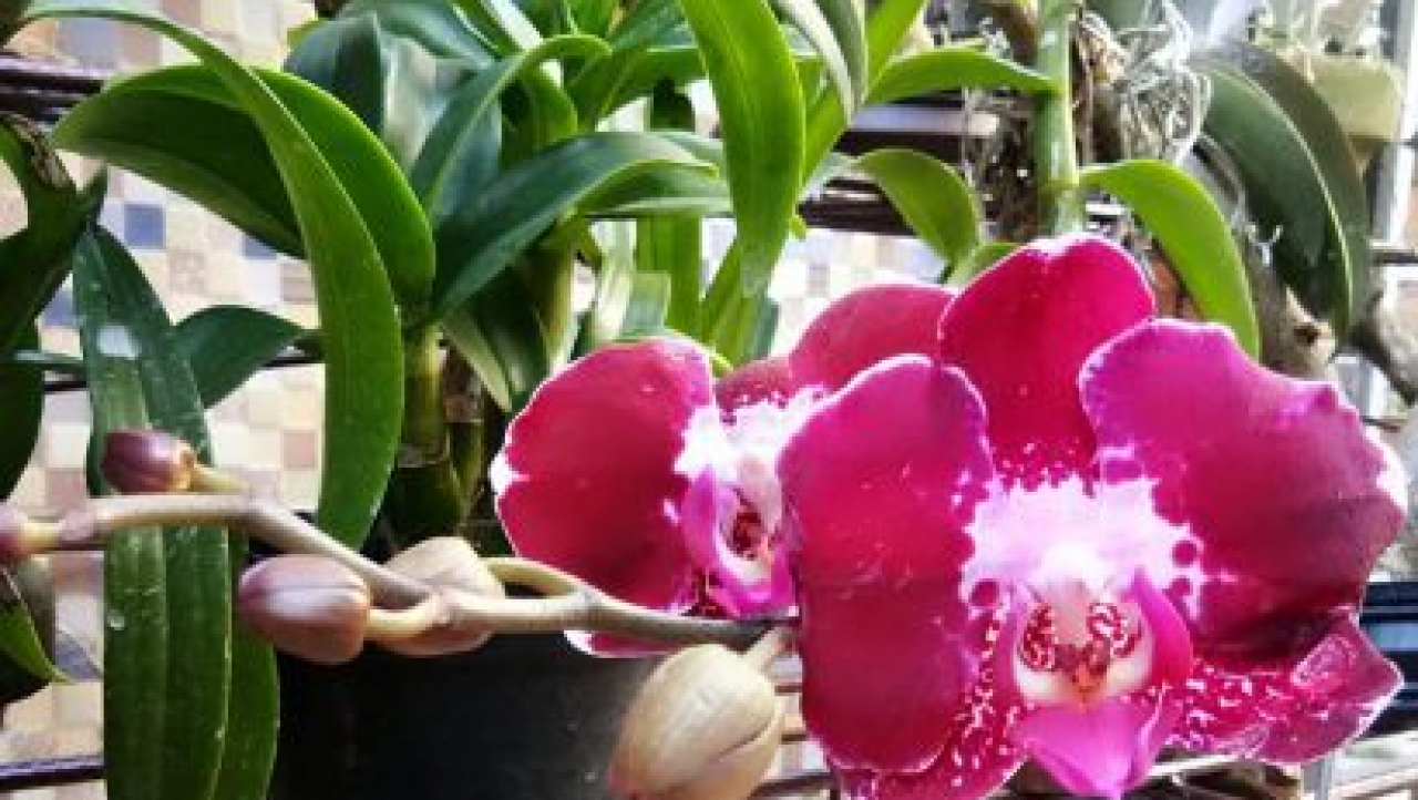 Green House Anggrek "KAREBA ORCHID" Desa Rejeki