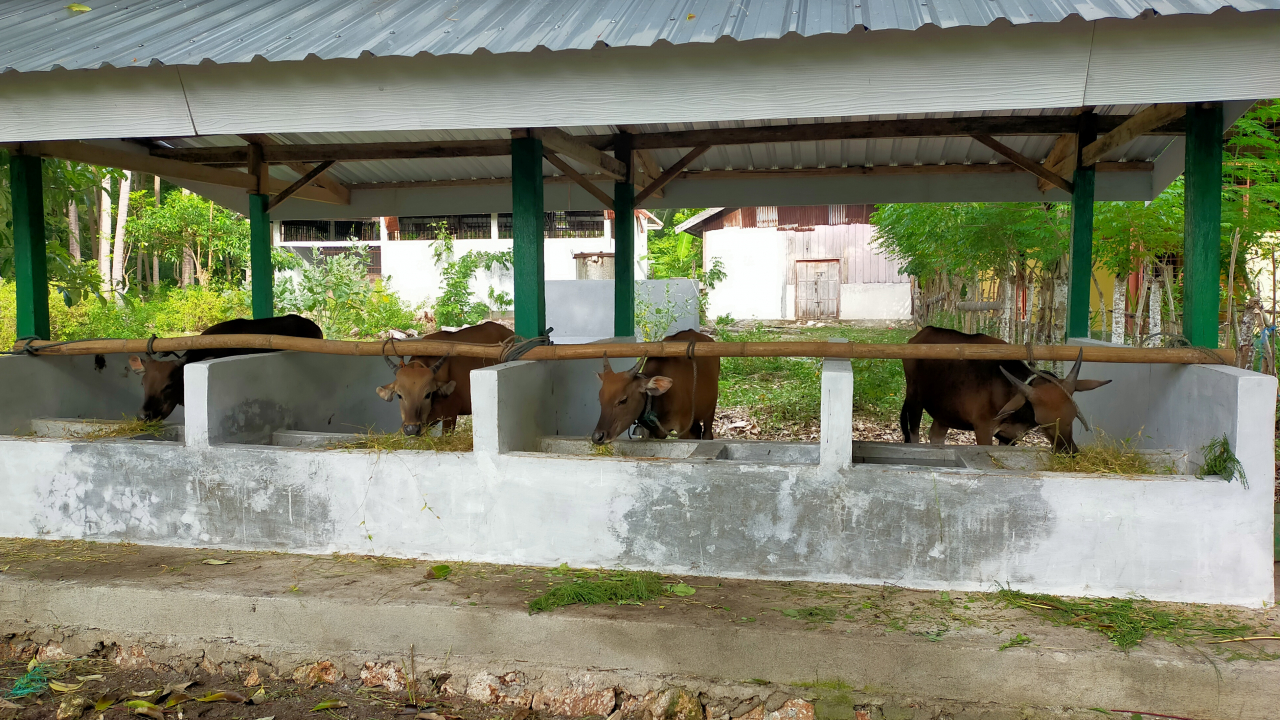 Penggemukan Sapi