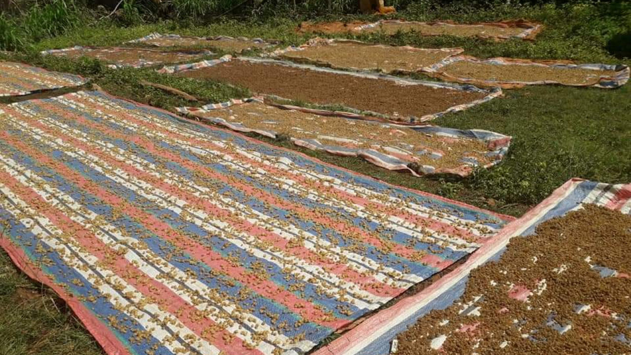 Produksi Jagung Marning