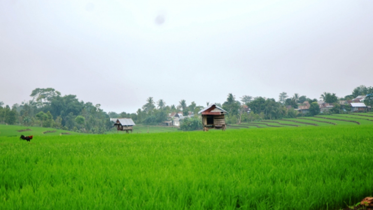 Persawahan Kelurahan Lembang Bantaeng
