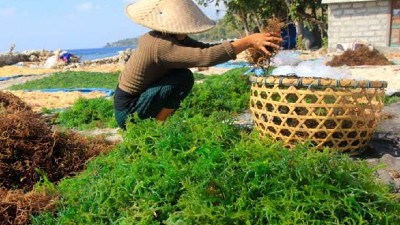 Rumput Laut Kelurahan Lembang Bantaeng