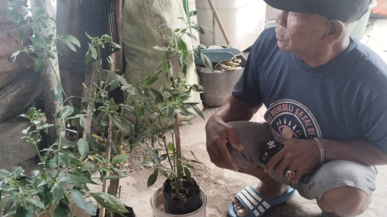 Pemantauan Bibit Cabai Besar Program Inovasi TOSIBALLA: Komitmen Kelurahan Lembang Perkuat Ketahanan Pangan Warga