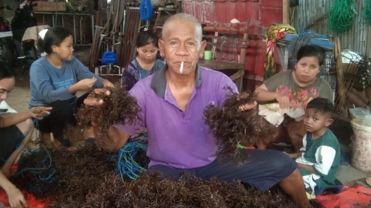 Pagi Penuh Semangat! Pak RT Campa Turun Langsung Ikat Bibit Rumput Laut Bersama Warga Talamalangnge Lembang