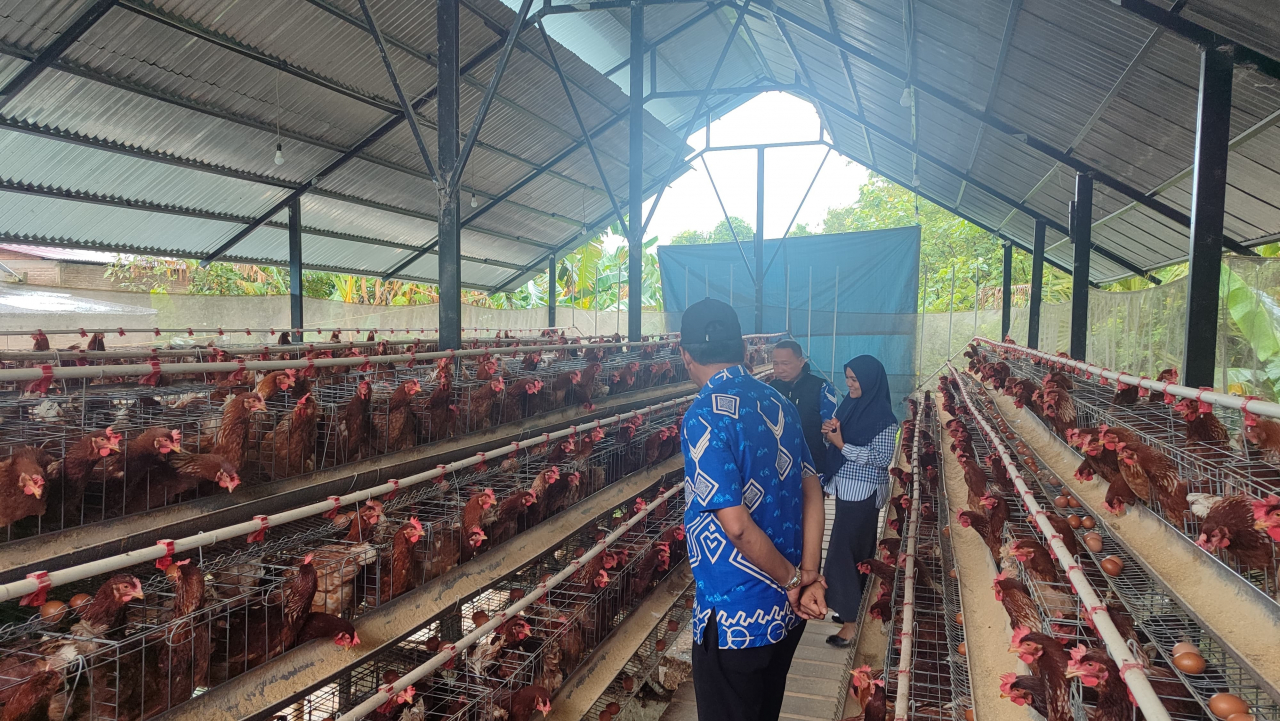 Peternakan Ayam Petelur
