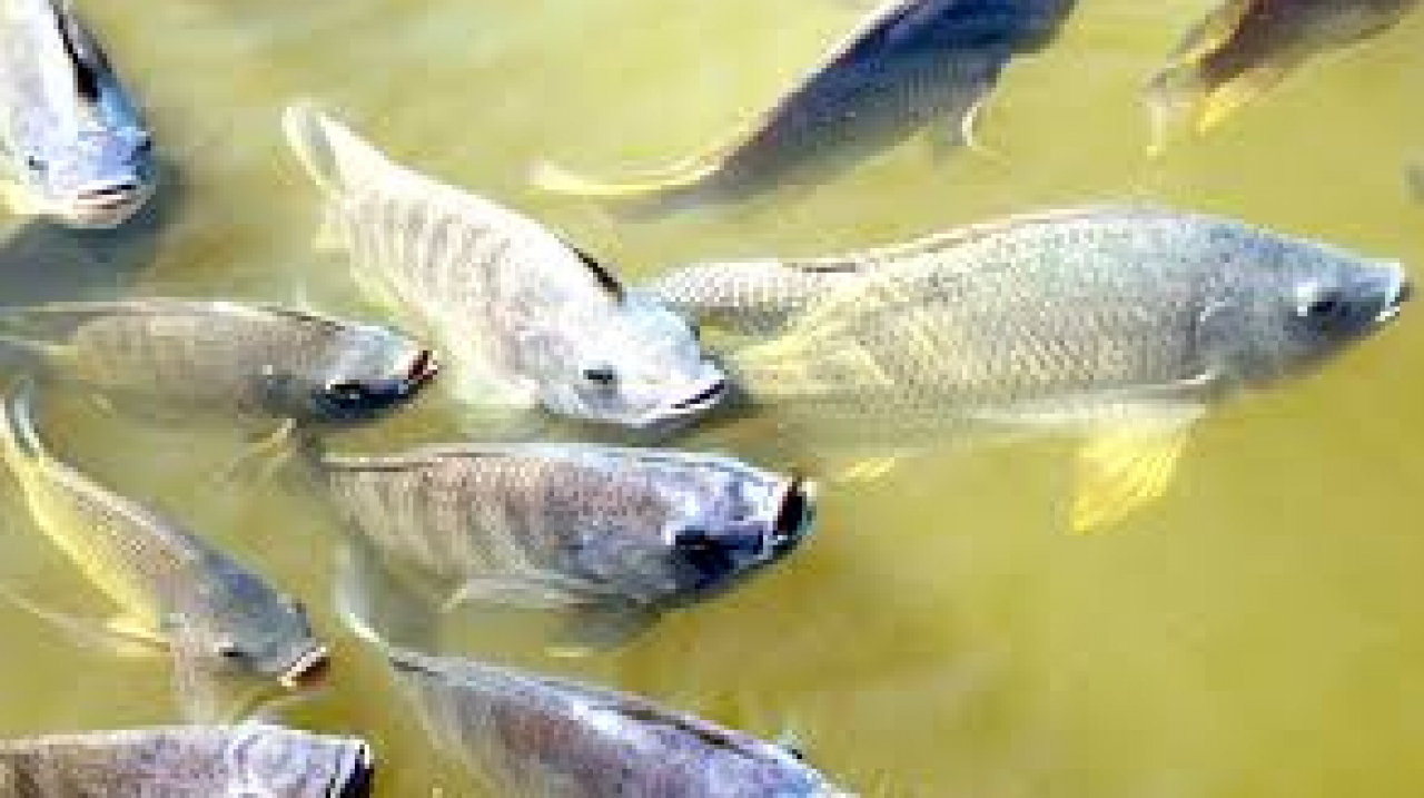 Ikan Nila Pabbentengan: Peluang Emas dari Kolam ke Pasar