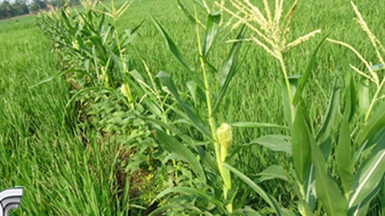 Harmoni Potensi Pertanian Padi, Jagung, dan Sayuran