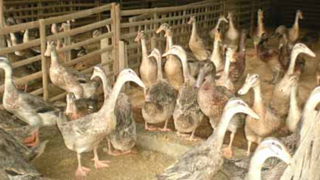 Potensi Unggas, Seperti Ayam dan Bebek