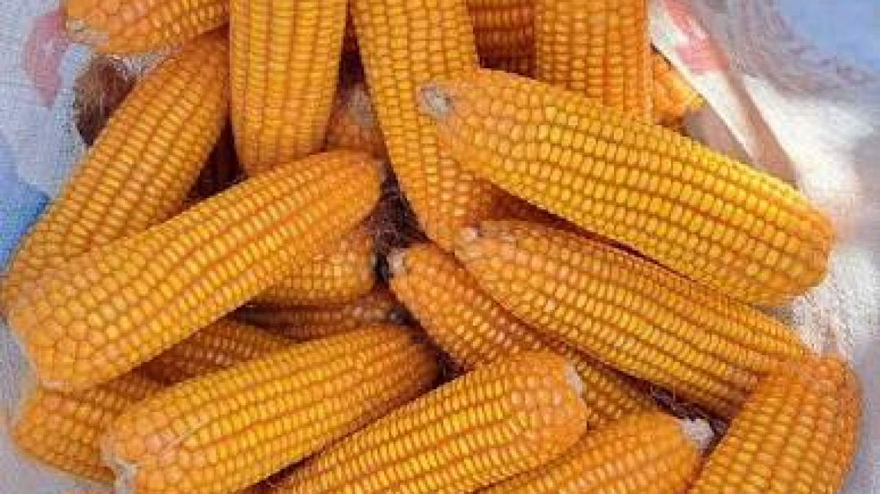 Jagung Hibrida