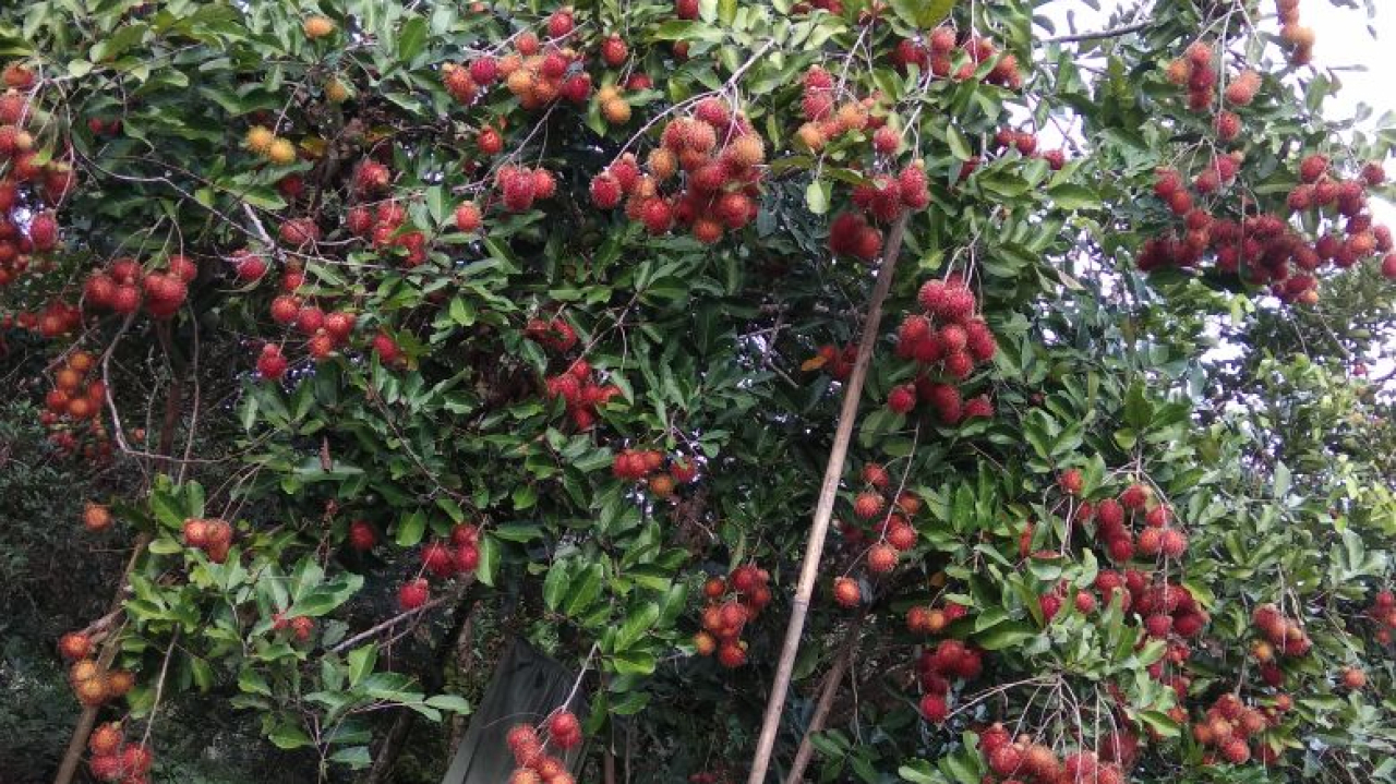 Rambutan