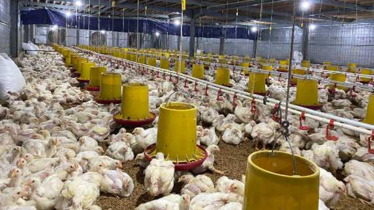 Ternak Ayam