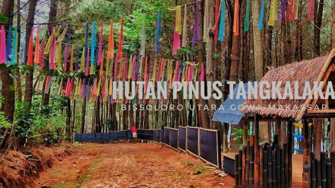 Hutan Pinus Tangkalaka
