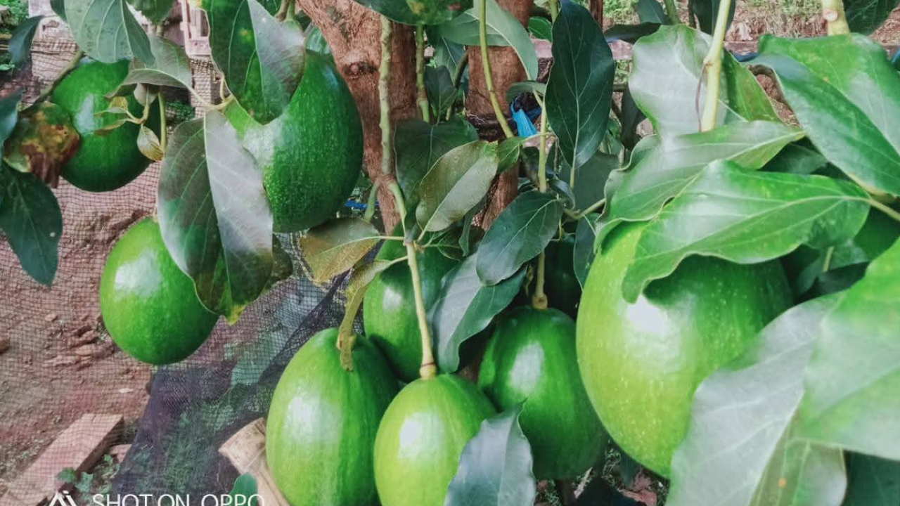 Buah Alpukat