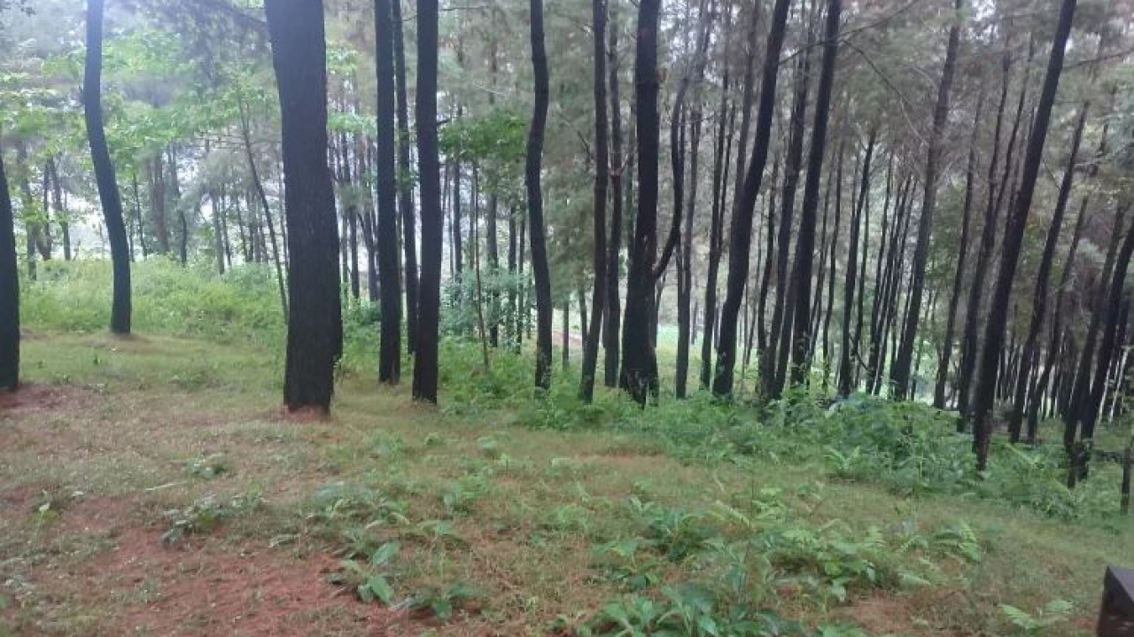 Hutan Pinus Bissoloro