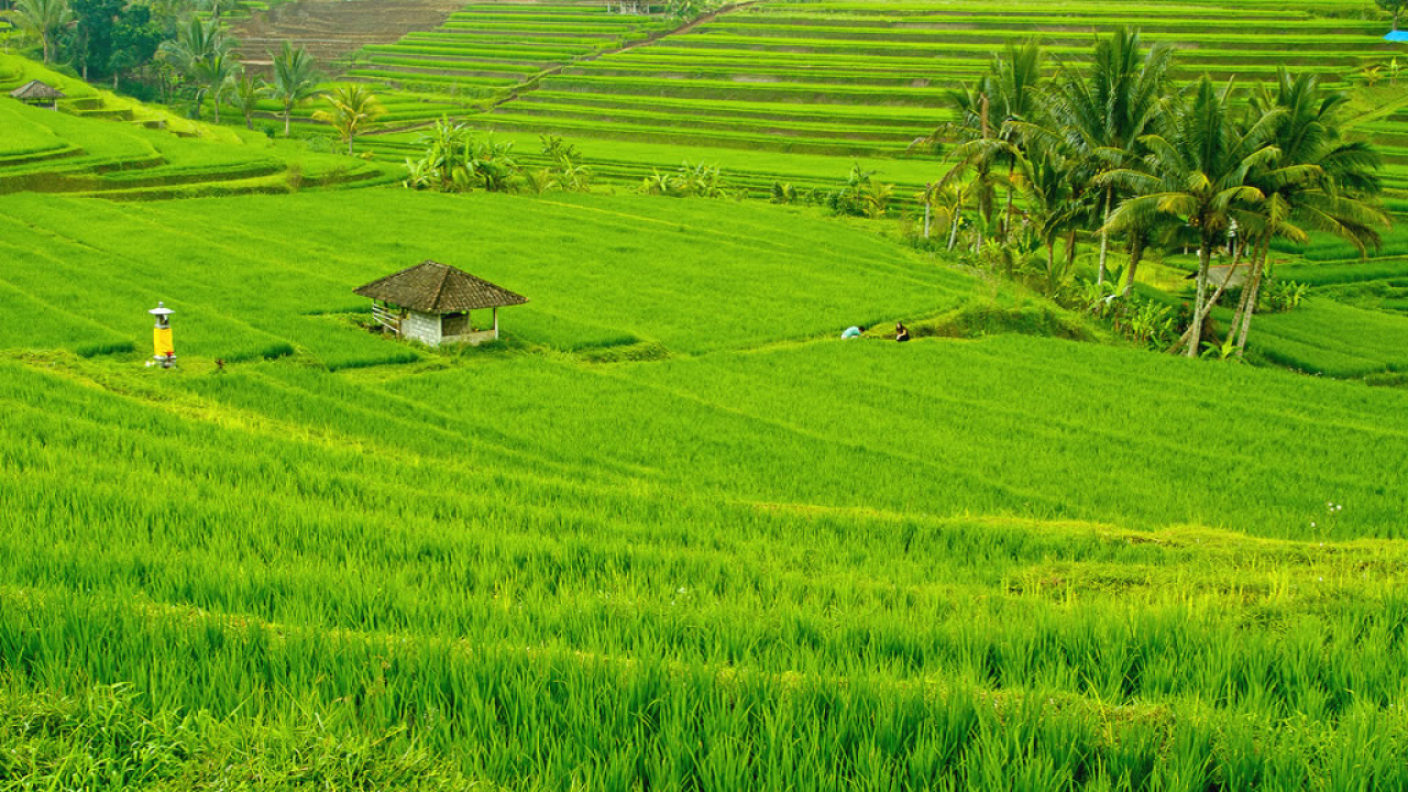 Pengembangan Kawasan Budidaya Pertanian