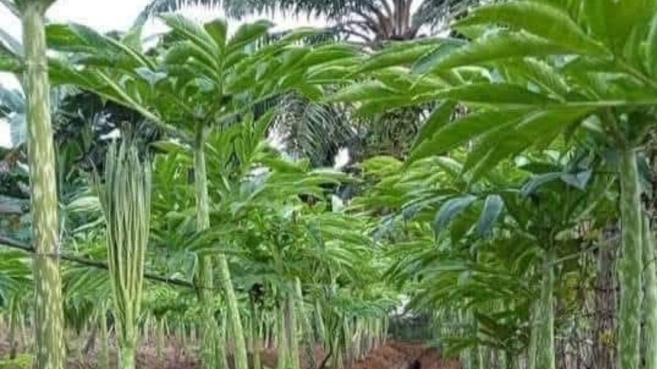 Petani Porang