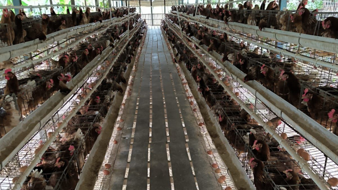 BUMDes Pabundukang: Jual Telur Ras Dongkrak Ekonomi Desa