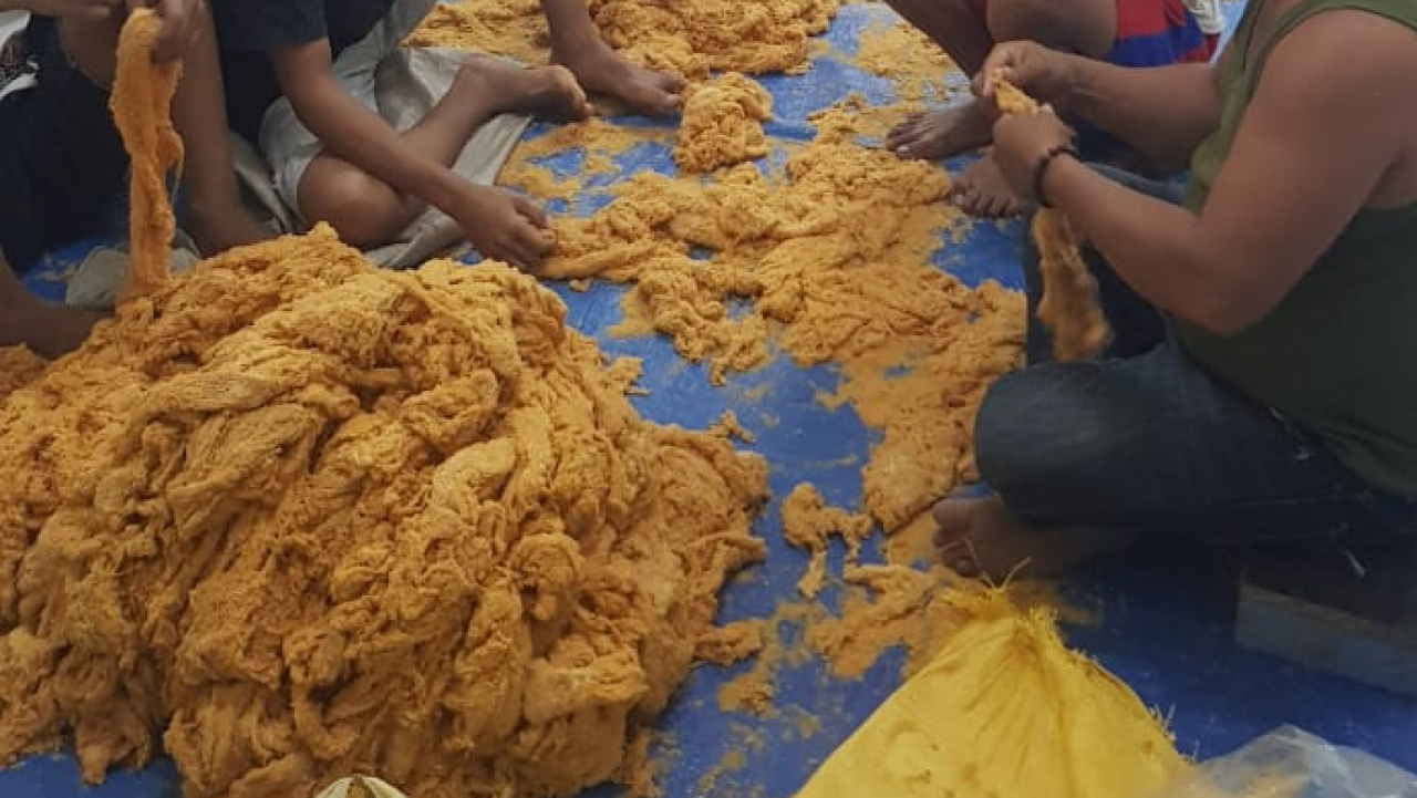 Pengayakan Telur Ikan Terbang di Desa Pabundukang