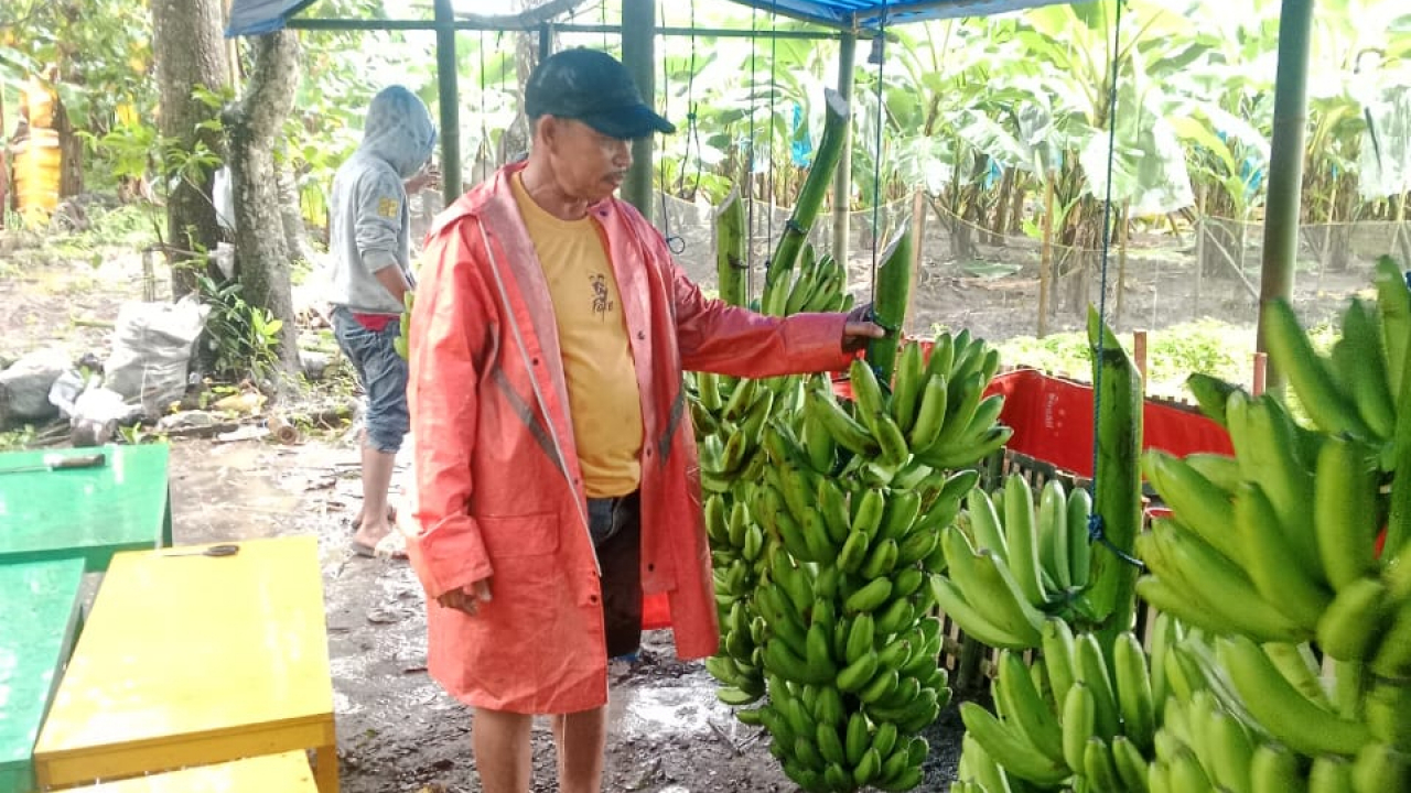 Mengembangkan Potensi Ekonomi Desa Bontomanai Melalui Budidaya Pisang Cavendish