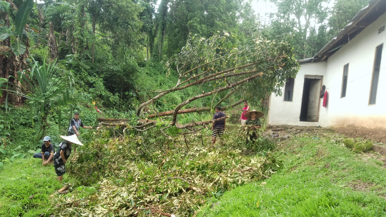Waspadai Pohon Tumbang