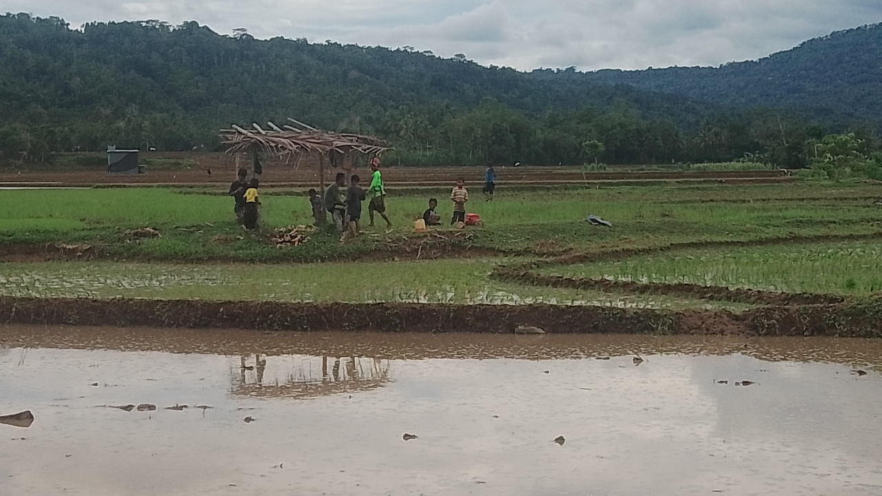 Pertanian dan Perkebunan