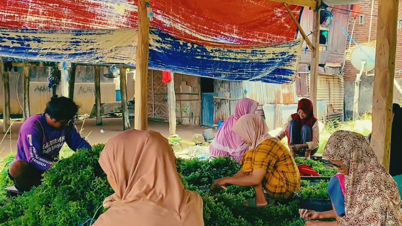 Potensi rumput laut, Penangkapan Hasil Laut, Tambak