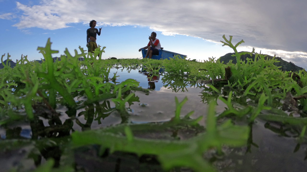 Potensi Rumput Laut di Desa Data, Kecamatan Mare, Kabupaten Bone