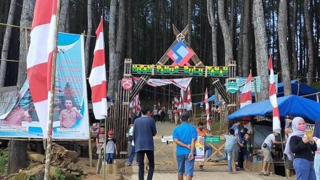 Hutan Pinus Bulu Tanah