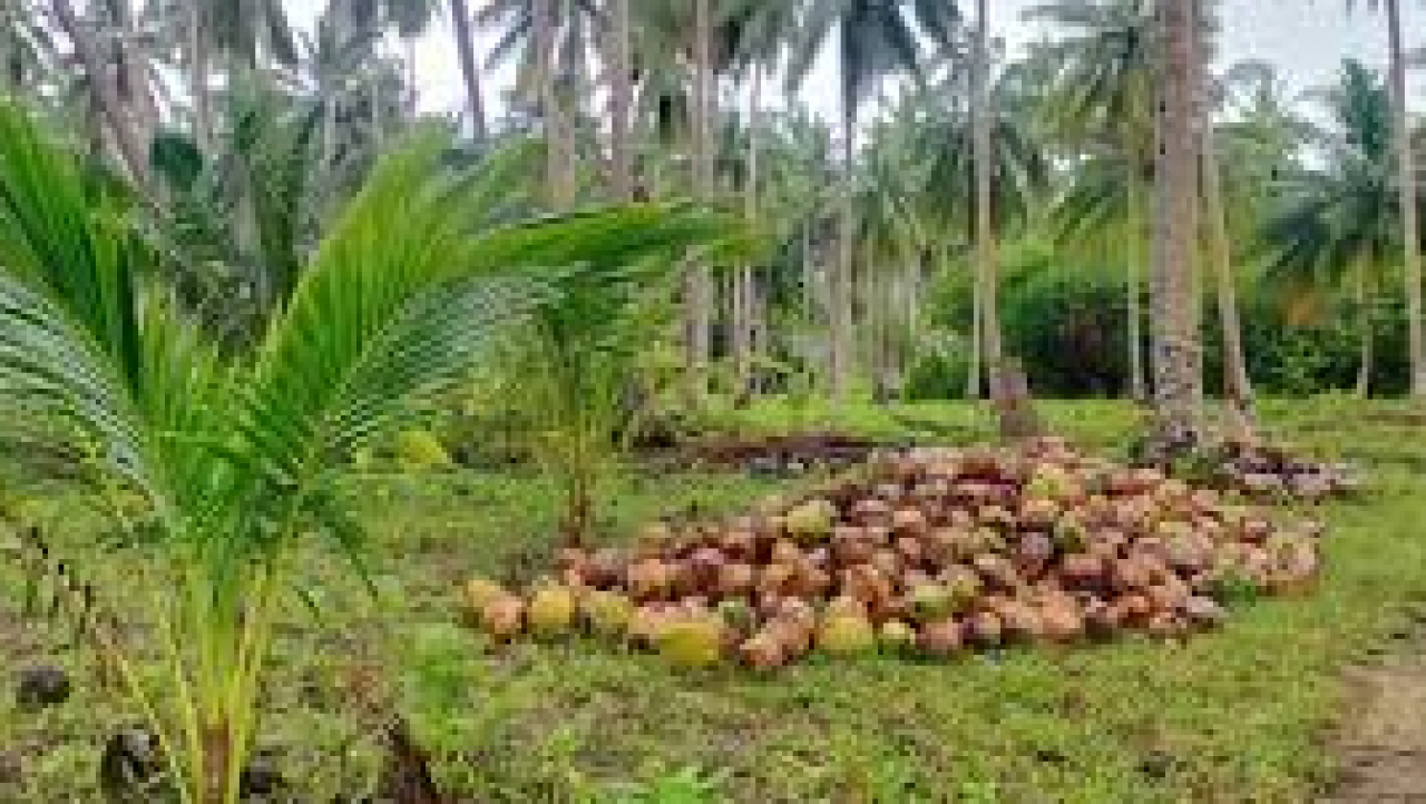 Mengolah Emas Hijau dari Pesisir Lanca: Menilik Potensi Kelapa yang Mendunia