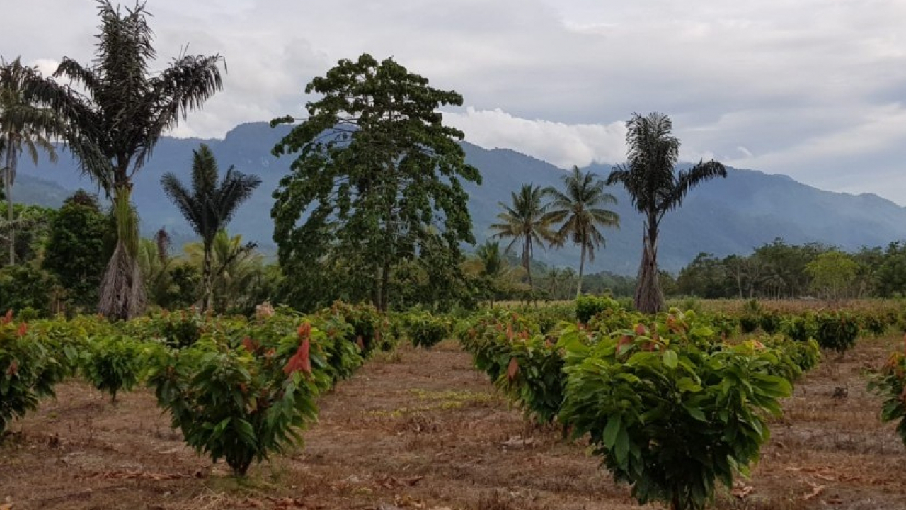Lanca: Menemukan "Emas Cokelat" di Jantung Tellu Siattinge