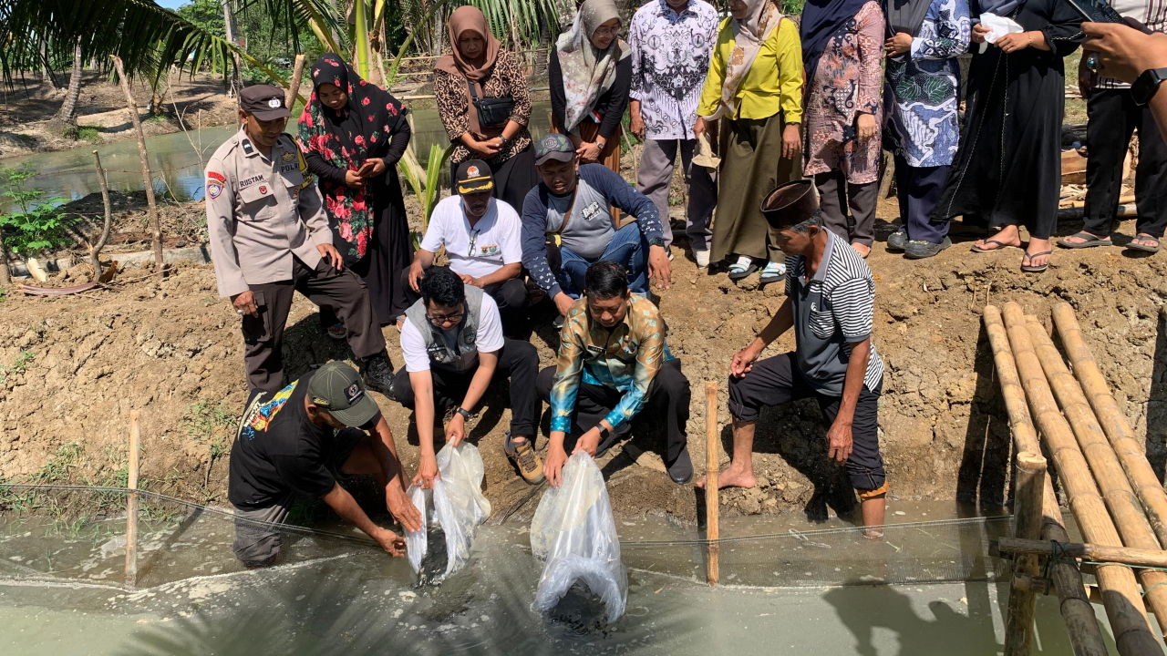Penguatan Ketahanan Pangan Melalui Penebaran Bibit Ikan Nila oleh BUMDes Harapan Bersama di Desa Pattontongang