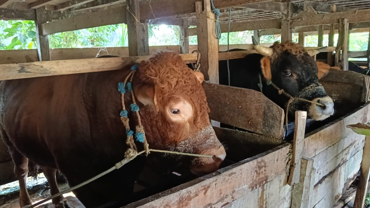 SAPI