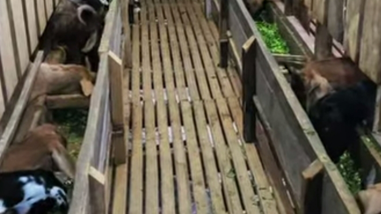 KAMBING