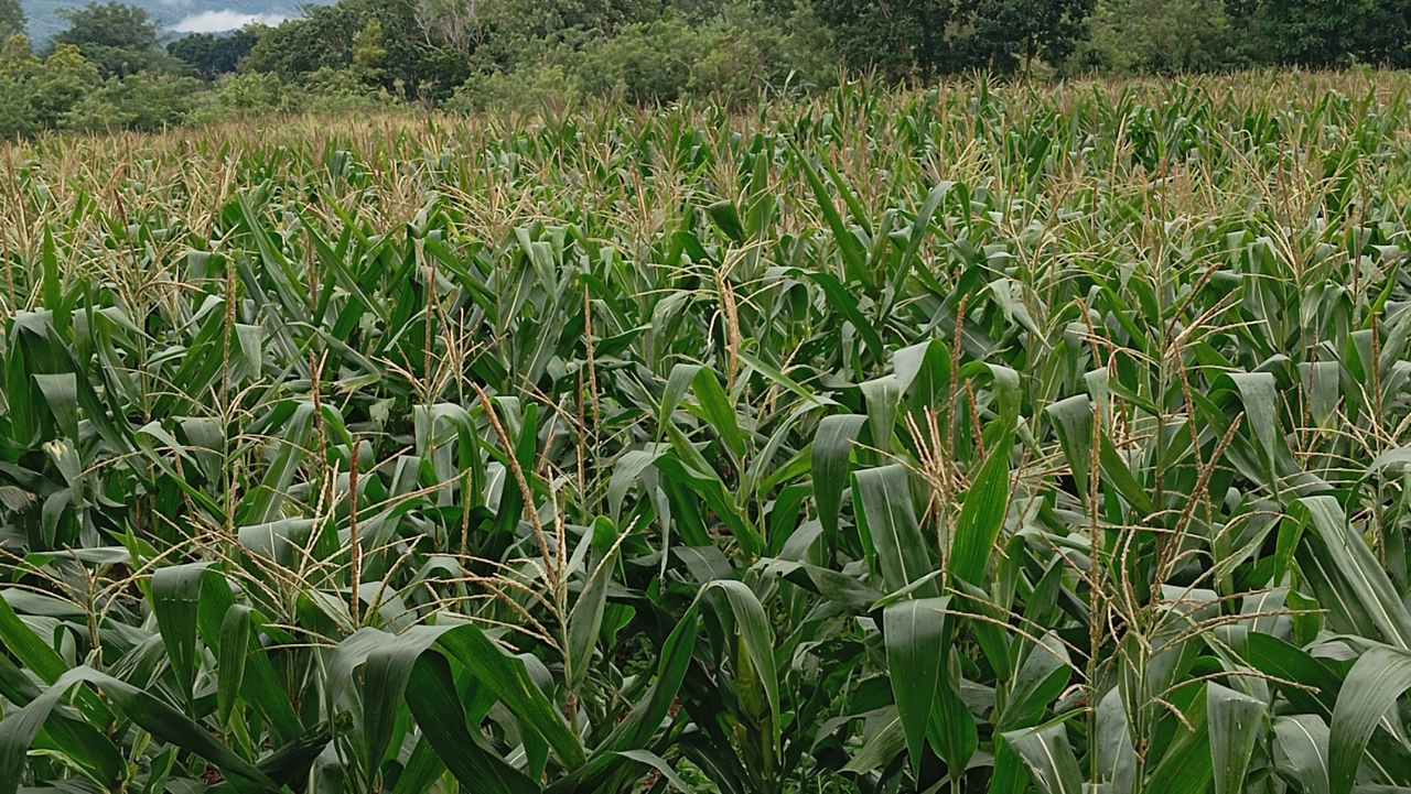 jagung pakan