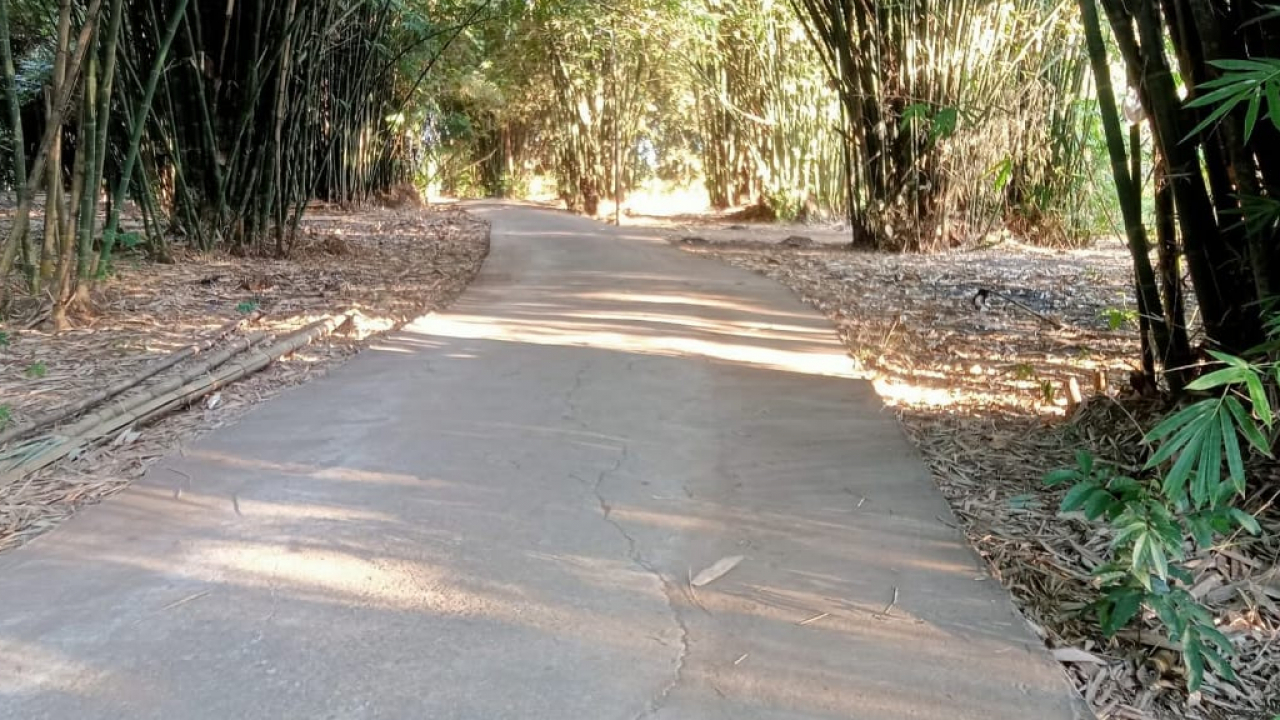 HUTAN BAMBU