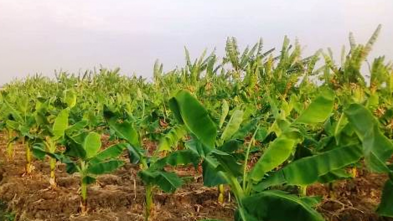 pembuatan keripik pisang