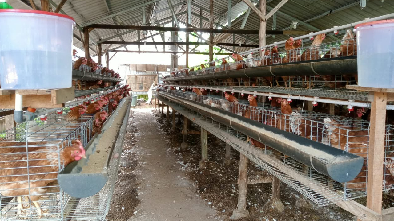 TERNAK AYAM PETELUR YANG DI KELOLA OLEH BUMDES MACENNING DESA TEMMAPPADUAE