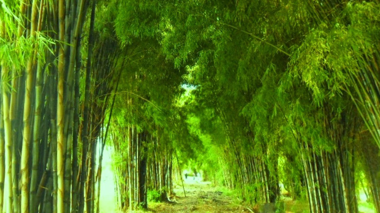 Keindahan Tersembunyi Temmappaduae: Wisata Edukasi dan Hutan Bambu