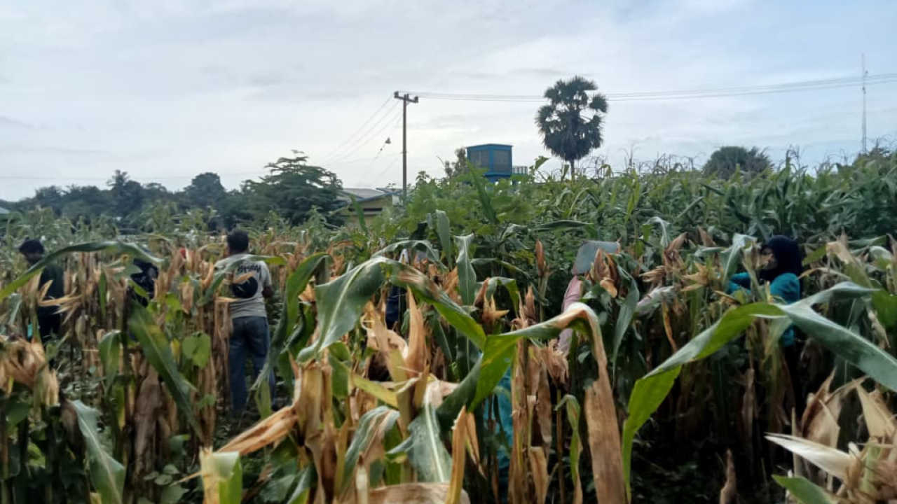Pelaksanaan Panen Jagung Desa Batara sebagai Indikator Peningkatan Produktivitas dan Kemandirian Pertanian Desa