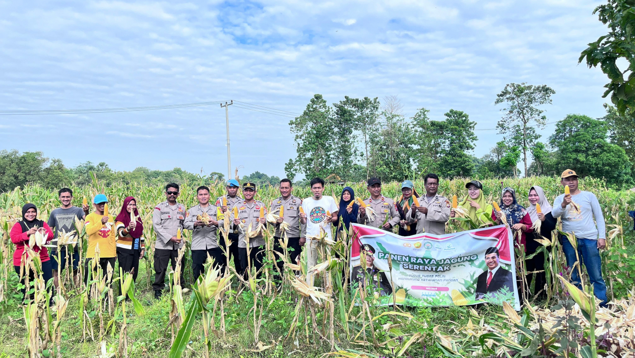 Panen Raya Jagung Serentak Aparat Desa Batara bersama Polsek Labakkang