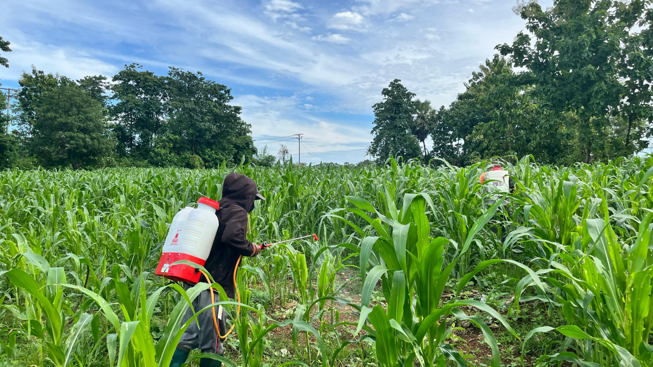 Kerja Bakti Melakukan Penyemprotan Hama dikebun Jagung Desa Batara