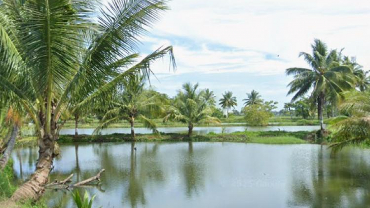 TAMBAK IKAN BANDENG DAN IKAN NILA