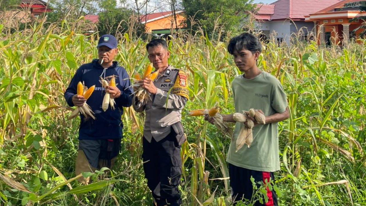 Panen Jagung Kassiloe: Kebersamaan Tingkatkan Ekonomi Desa